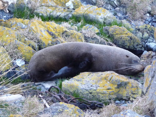 Seal Coast Safari